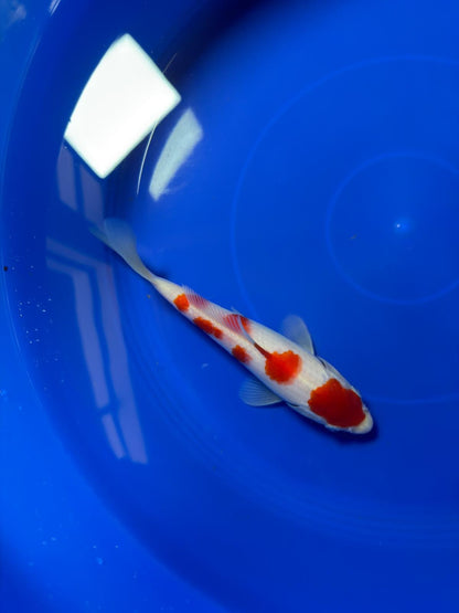 8"  (Tancho) Maruten Kohaku Japanese Imported HQ(High Quality)