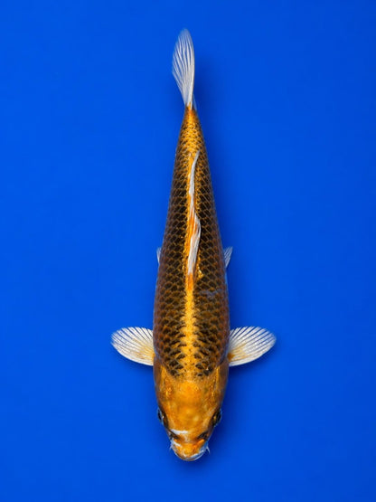 Japanese Imported Kujaku 8" Koi