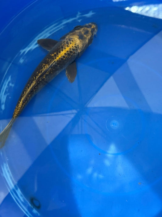 "Bronze" GinRin Matsuba 9"  Koi D