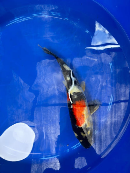 Japanese Dainichi Showa 13"
