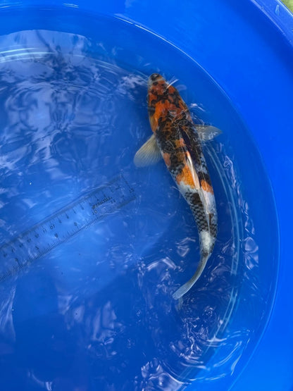 Japanese Dainichi Showa 11 inch