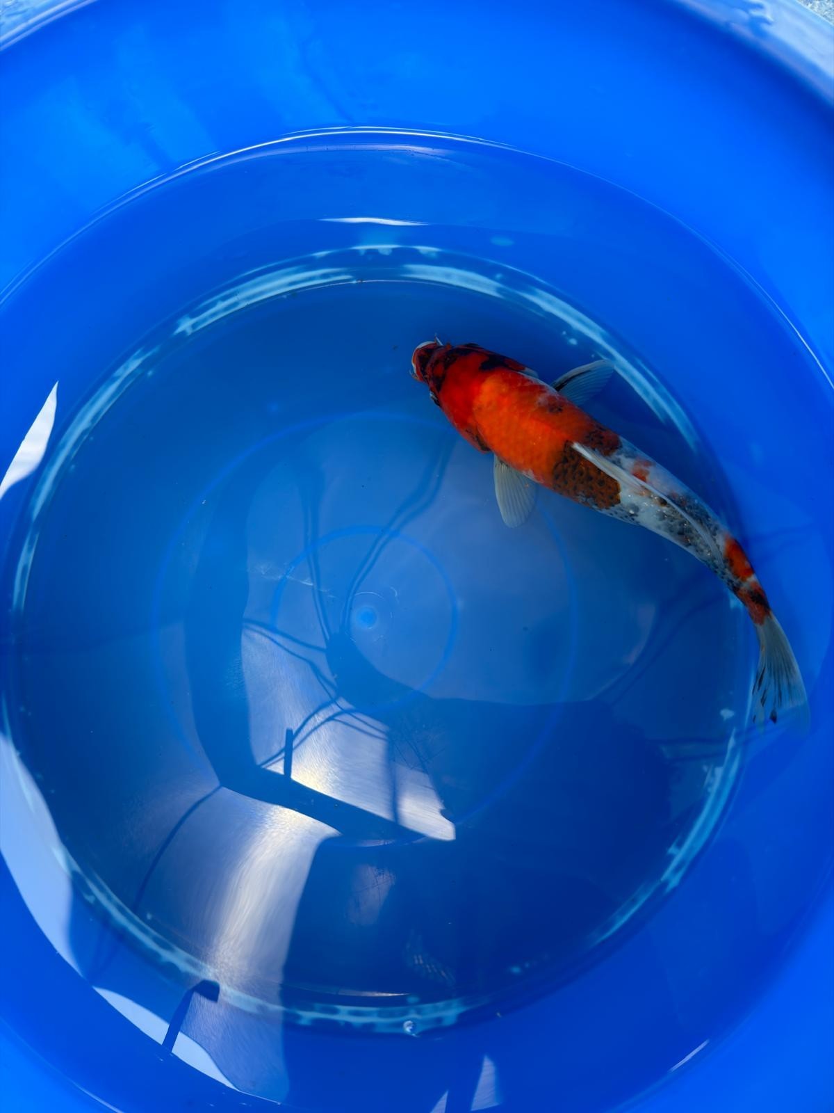 Japanese Koi Showa 10" TK(B)