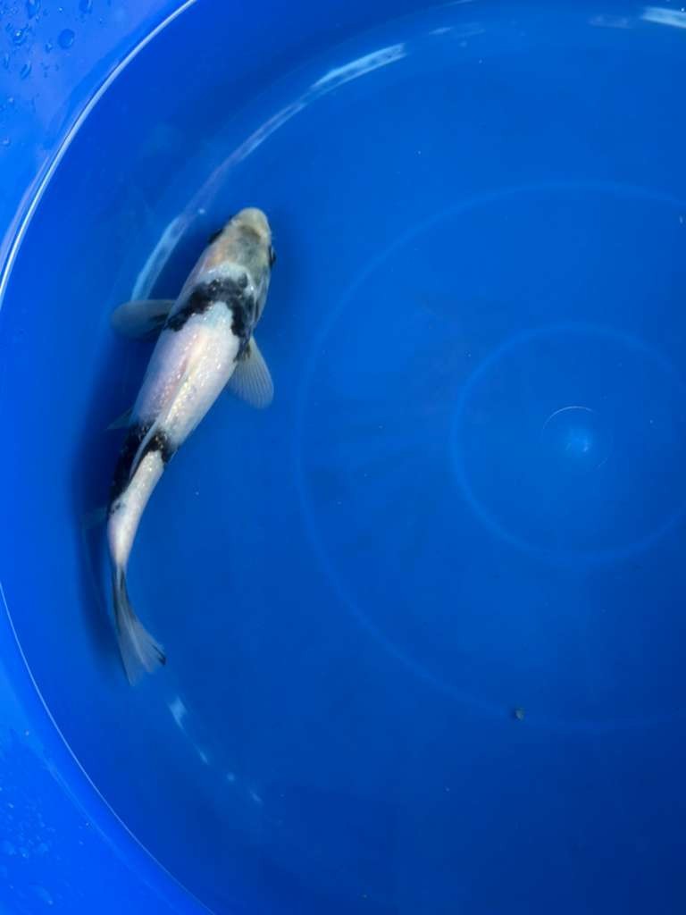 Japanese Import Ginrin Shiro Utsuri Koi 8"