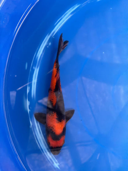 8 " Hi Utsuri Japanese Imported (Hand Picked) T2