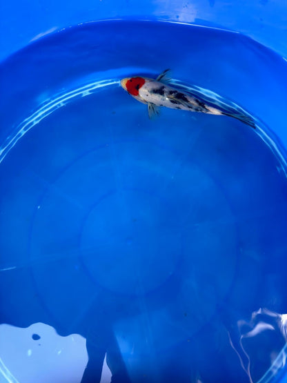 6"  Tancho Sanke Japanese Import Koi