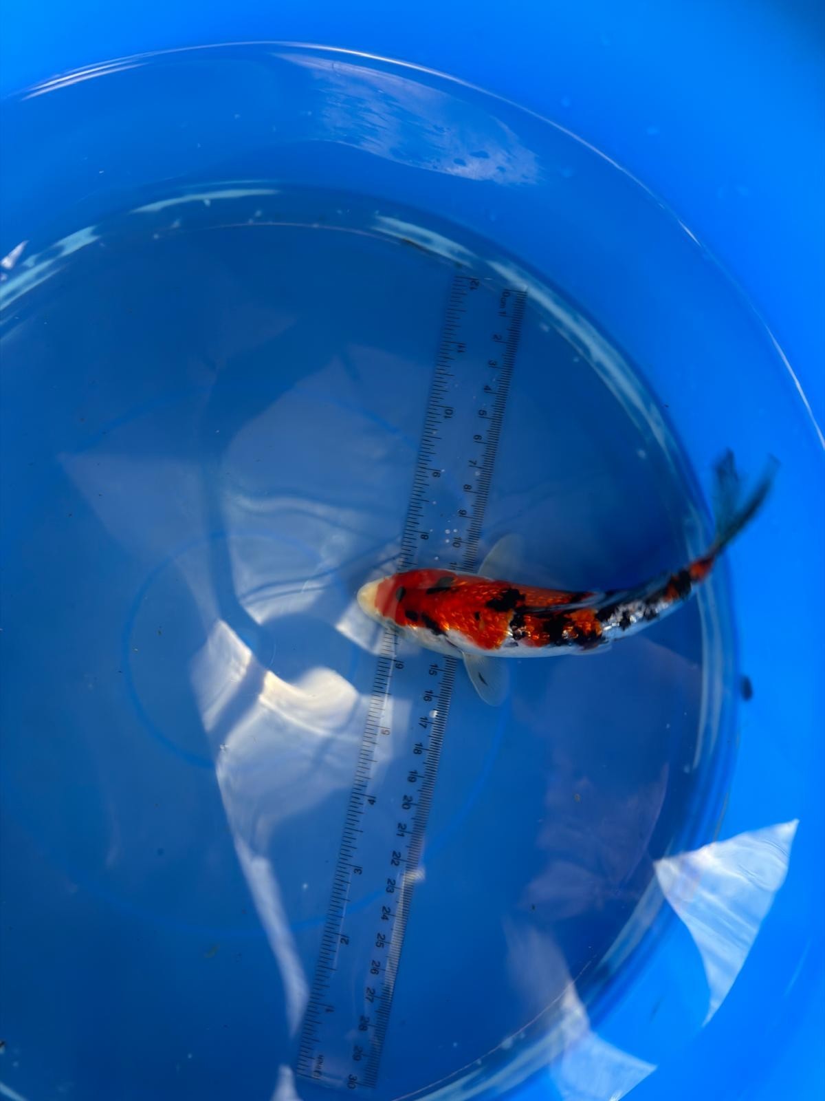 6"  Ginrin Showa Japanese Import Koi (Hand Picked)