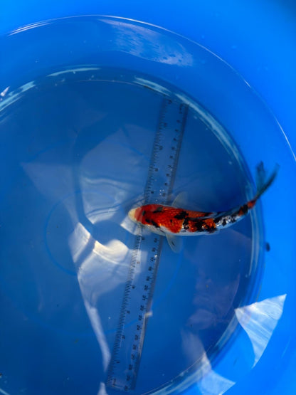 6"  Ginrin Showa Japanese Import Koi (Hand Picked)