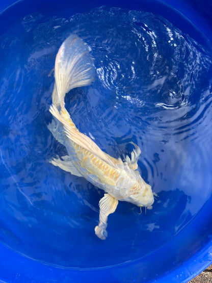 Doitsu Hariwake Butterfly Koi 15"