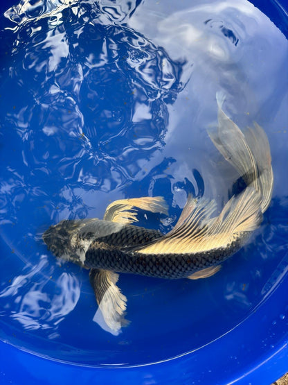 Matsuba Butterfly Koi 19"