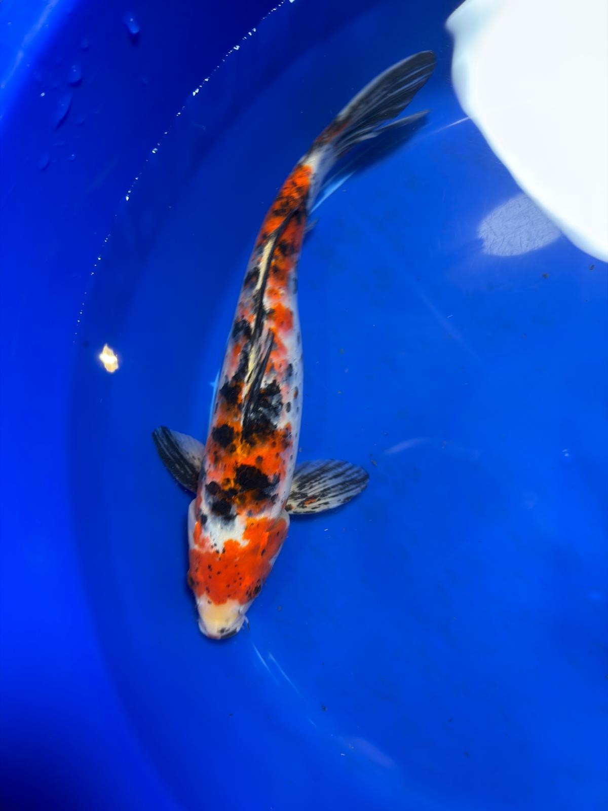 Showa Koi 12" Inches