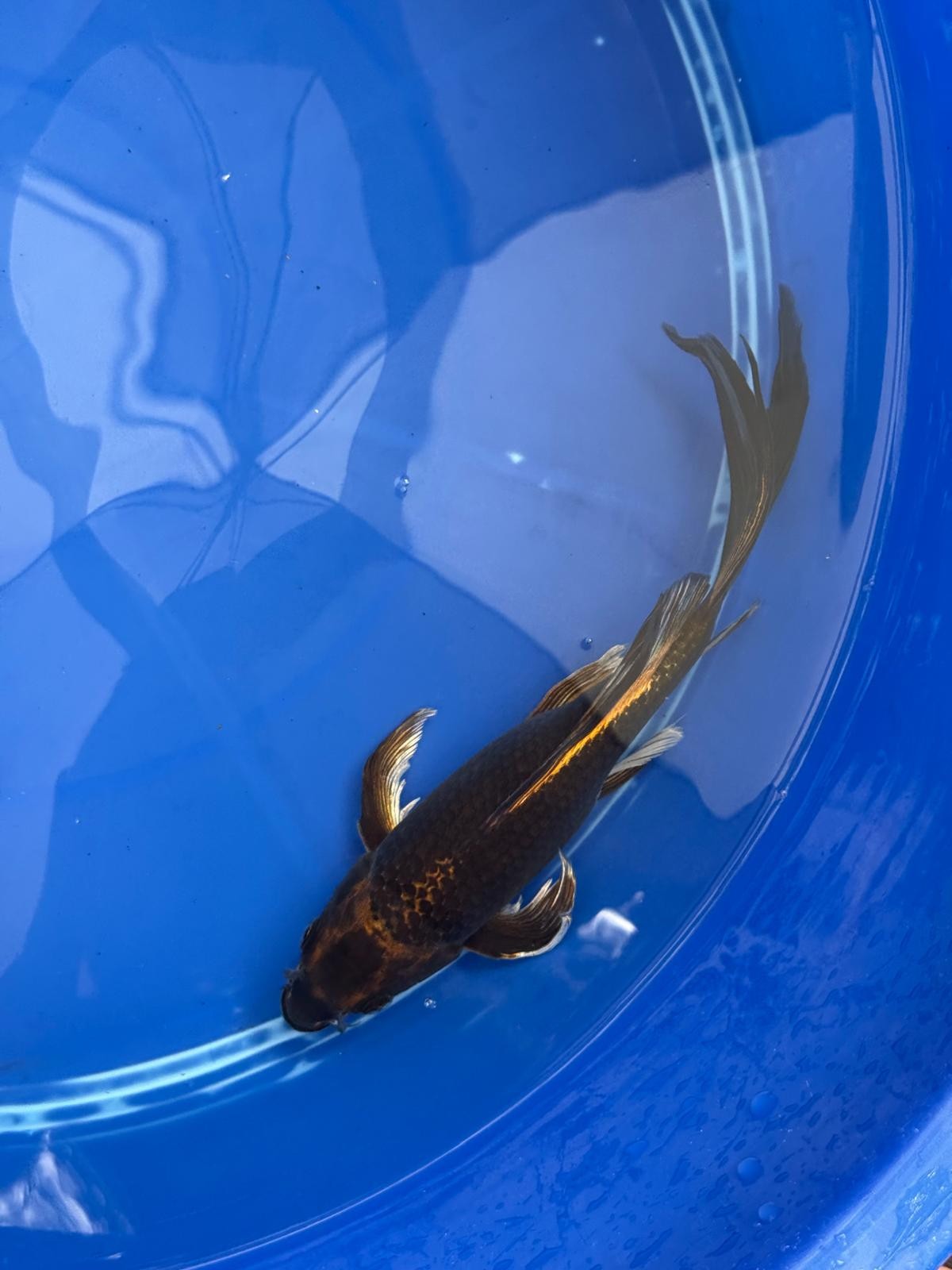 Kin Matsuba Butterfly Koi 9 Inch GT