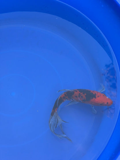 Aka Bekko Butterfly Koi 8"