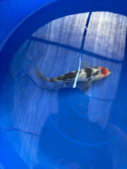 6"  Tancho Sanke Japanese Import Koi (Hand Picked)