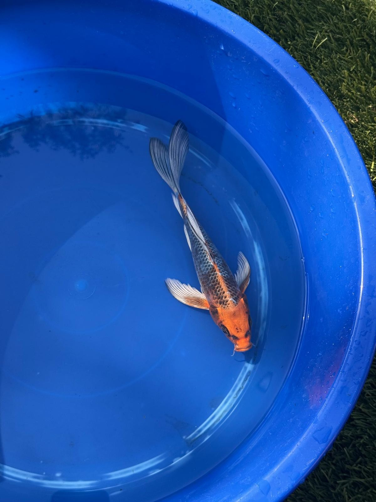 Kujaku Butterfly Koi 9 Inch