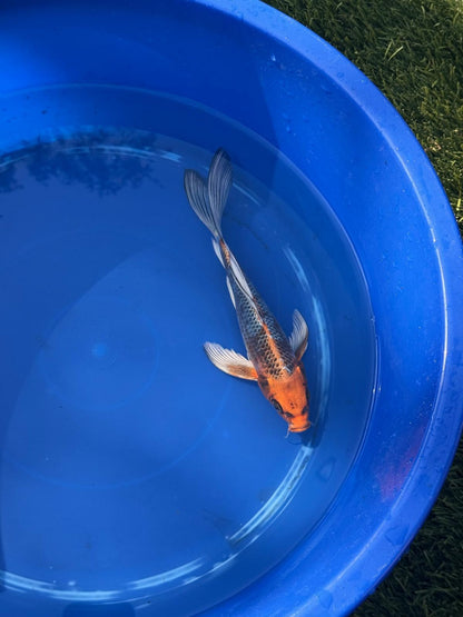 Kujaku Butterfly Koi 9 Inch