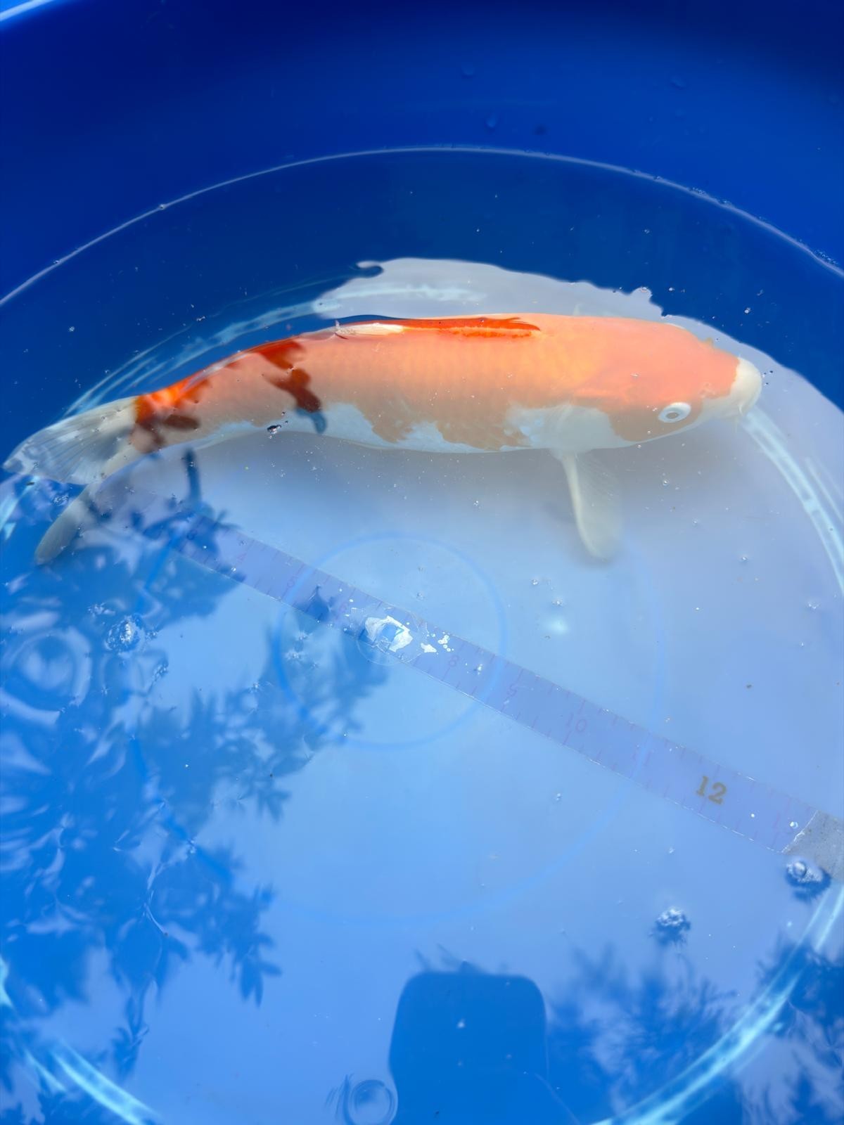 Japanese Dainichi Kohaku 12"