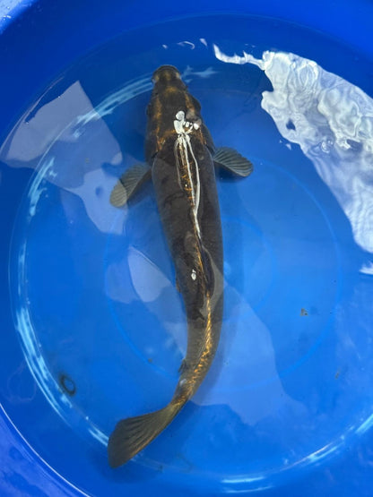 Matsuba Koi 13" D