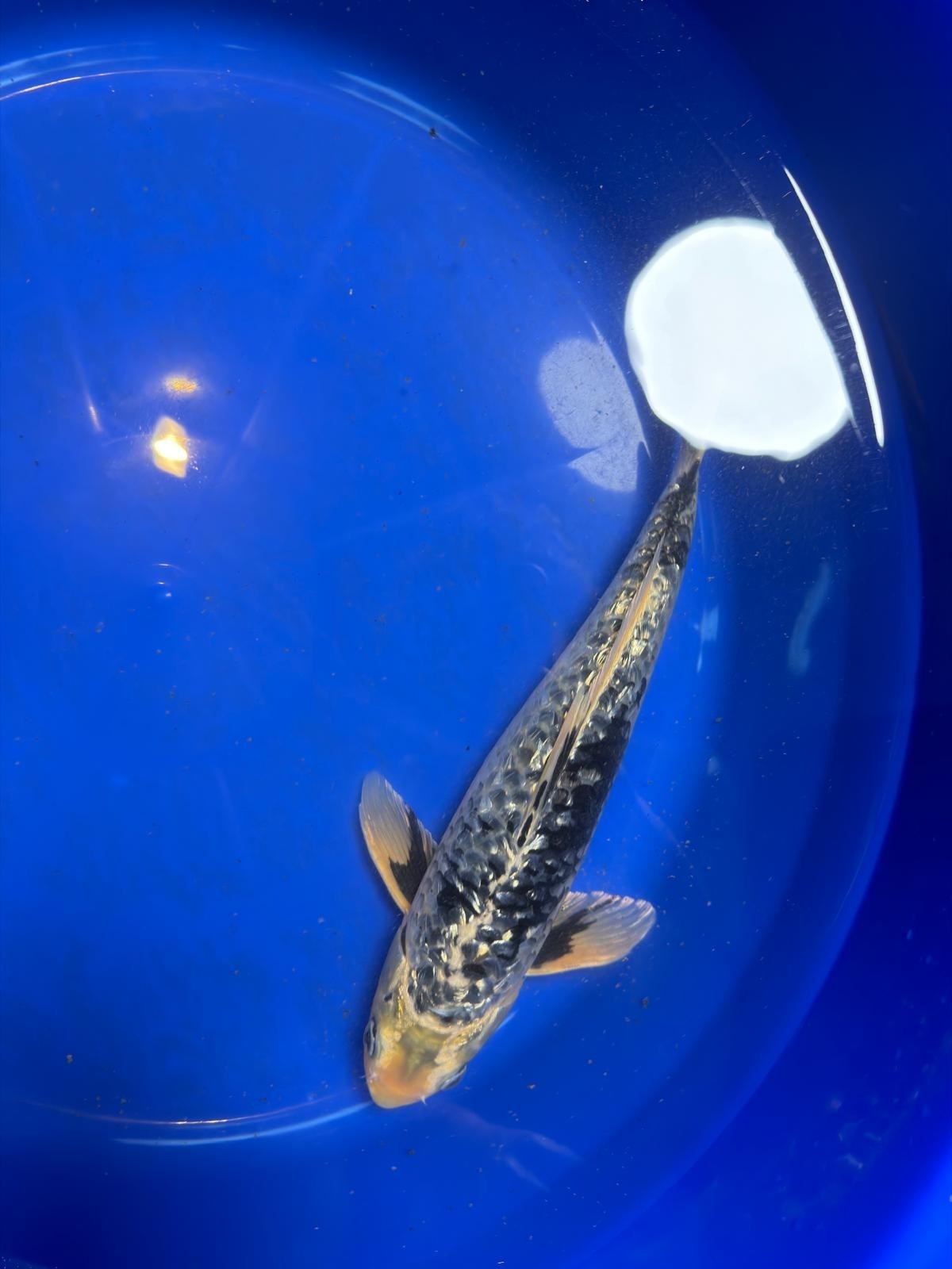 Gin Rin Matsukawabake 12 inch Koi