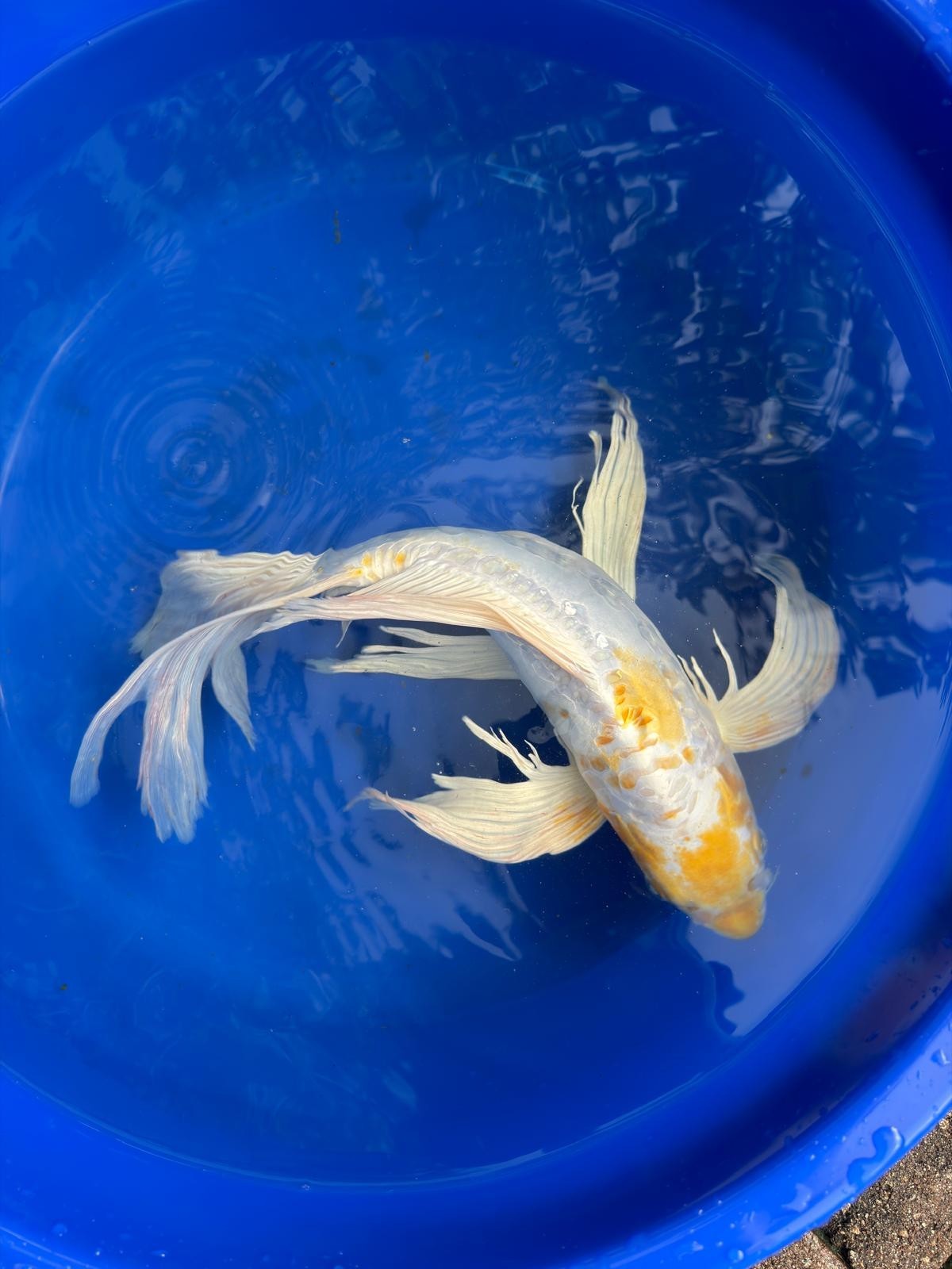 Doitsu Lemon Hariwake Butterfly Koi 17"