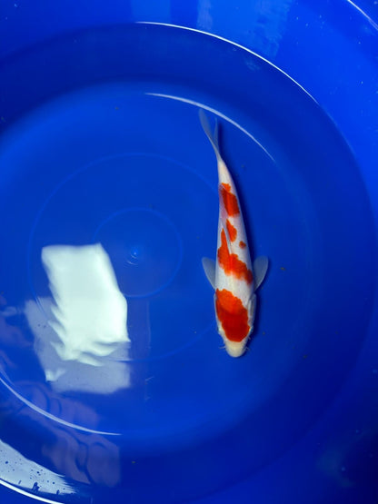 9" Kohaku Japanese Imported (Hand Picked)