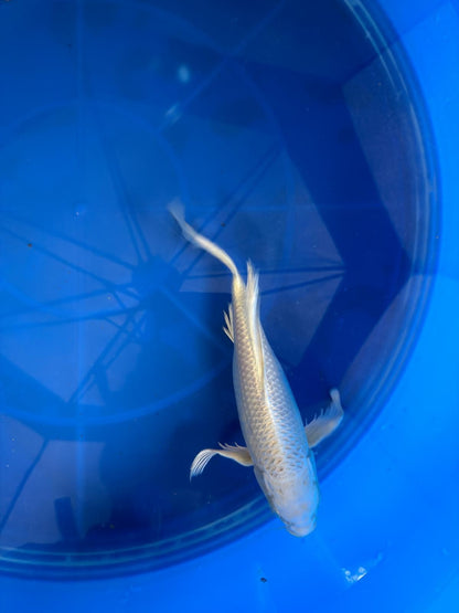 Platinum Butterfly Koi 9"