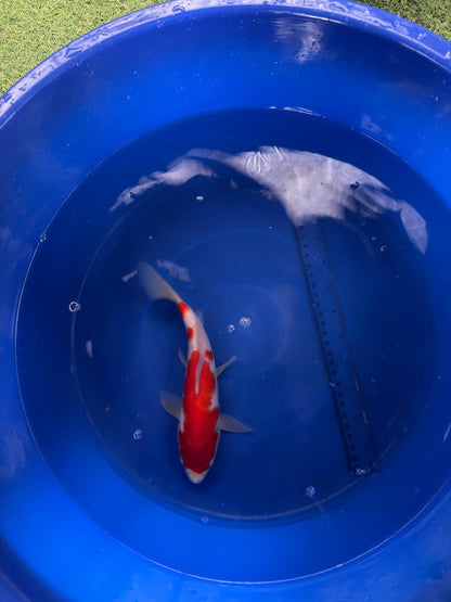 9"  Kohaku Japanese Import Koi (Hand Picked) T3
