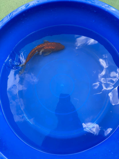 Ginrin Ochiba Koi 8"