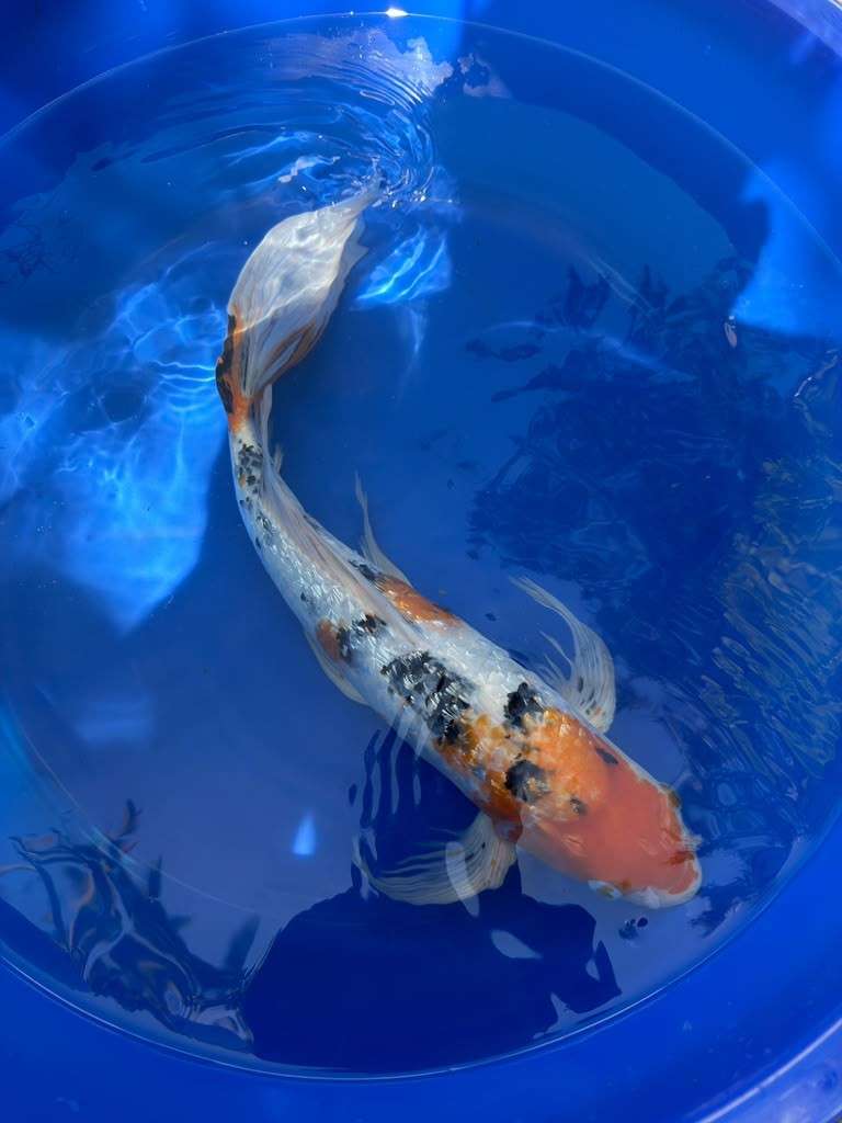 Showa Butterfly Koi 18  Inch
