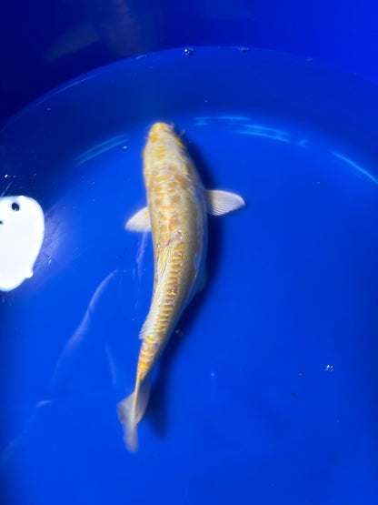 Yamabuki Hariwake Koi 10"