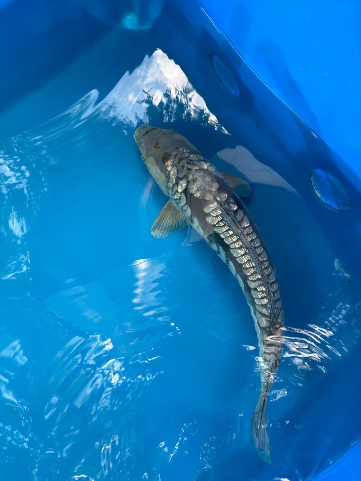 19" Ginrin Doitsu Aragoke Ochiba Japanese Imported Koi