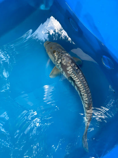 19" Ginrin Doitsu Aragoke Ochiba Japanese Imported Koi
