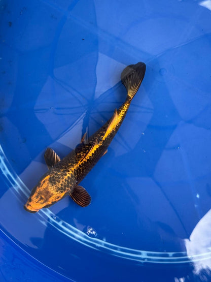 Ginrin Aka Matsuba  9" Koi GT