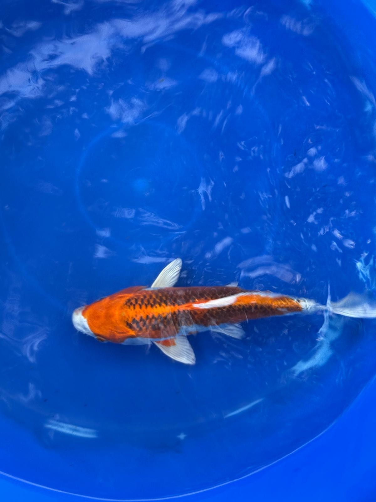 Japanese Kujaku 9" inch Koi T5