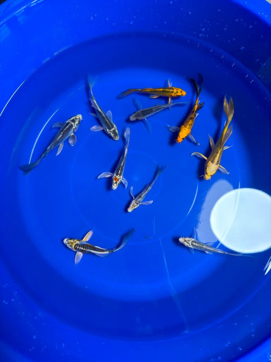 5 Pack of  Butterfly Koi 4 to 6 inch