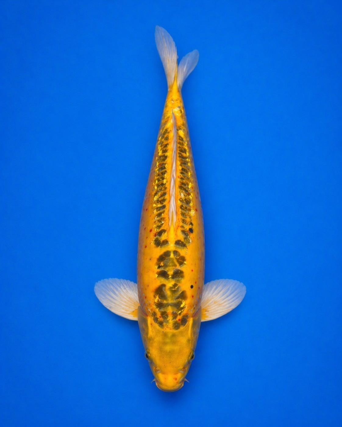 17"  Doitsu Midorigoi Japanese Import Koi