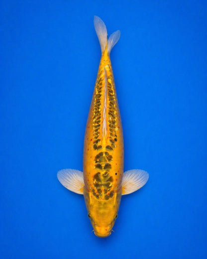 17"  Doitsu Midorigoi Japanese Import Koi