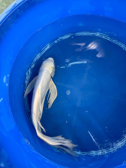 15" Platinum Butterfly Koi