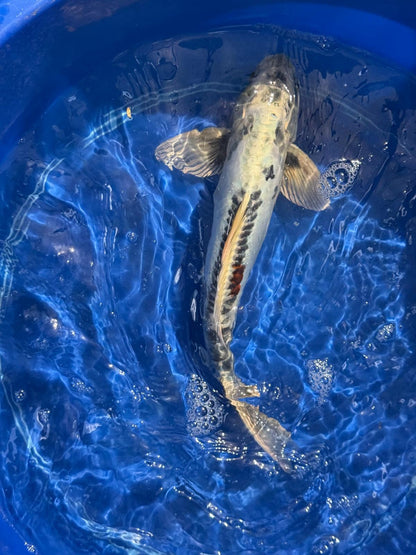 14.5"  Kikokuryu Japanese Import Koi