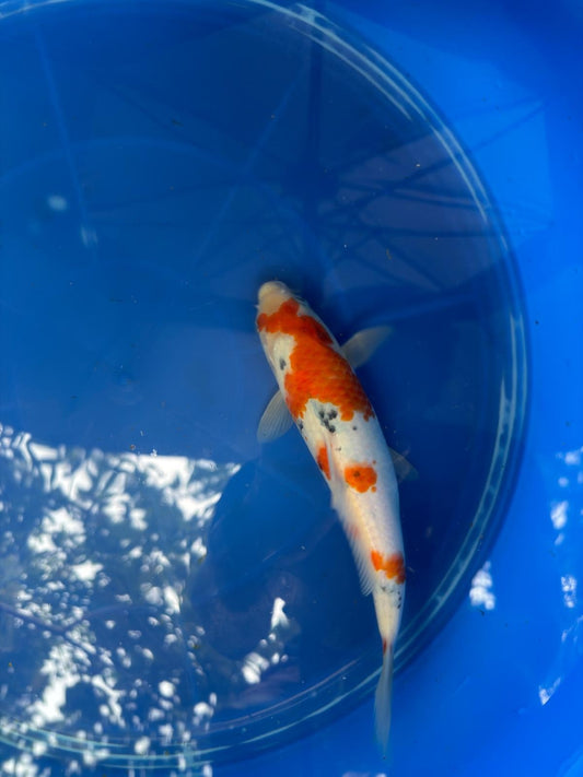 9.5" Sanke Japanese Import Koi