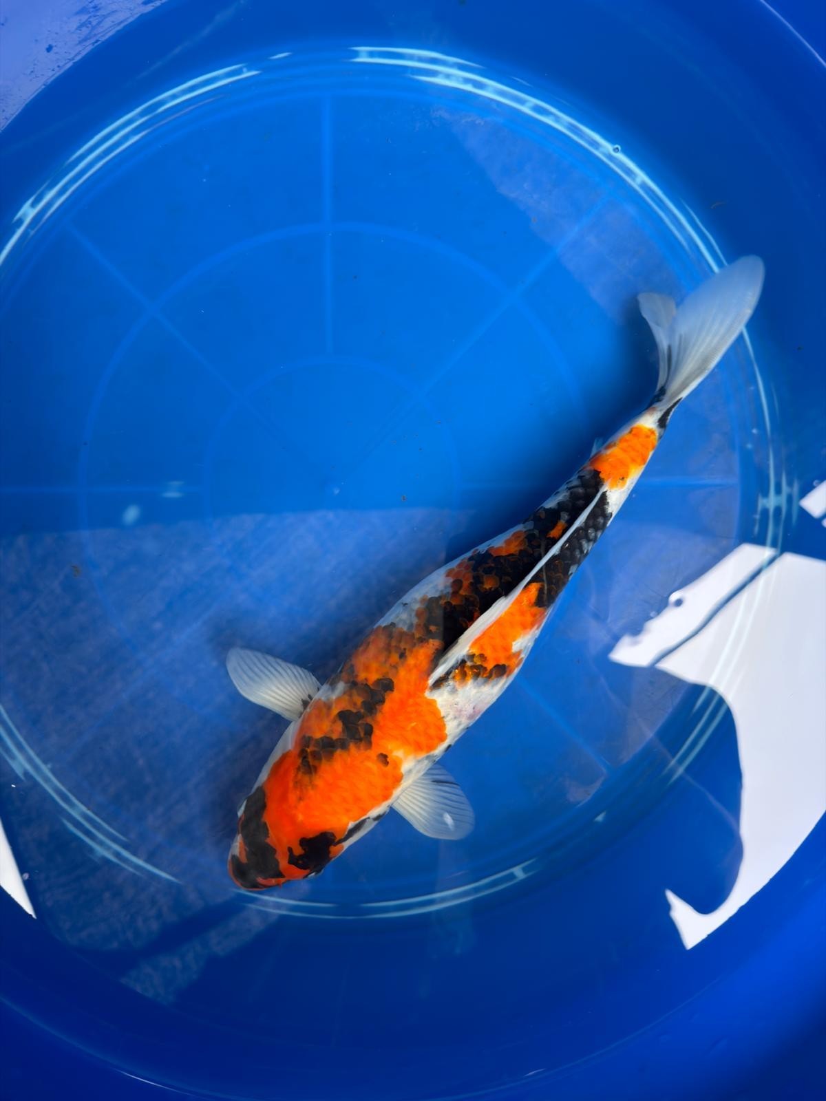 15" Dinichi Showa Japanese Import Koi