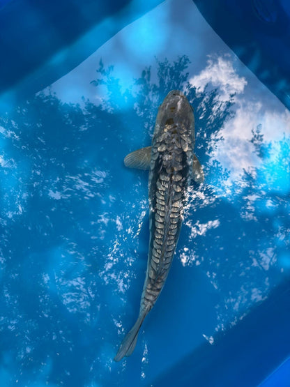 19" Ginrin Doitsu Aragoke Ochiba Japanese Imported Koi