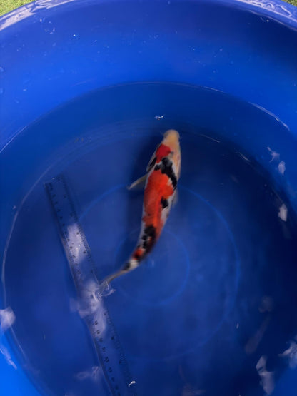 8"  Showa Japanese Import Koi (Hand Picked) T3