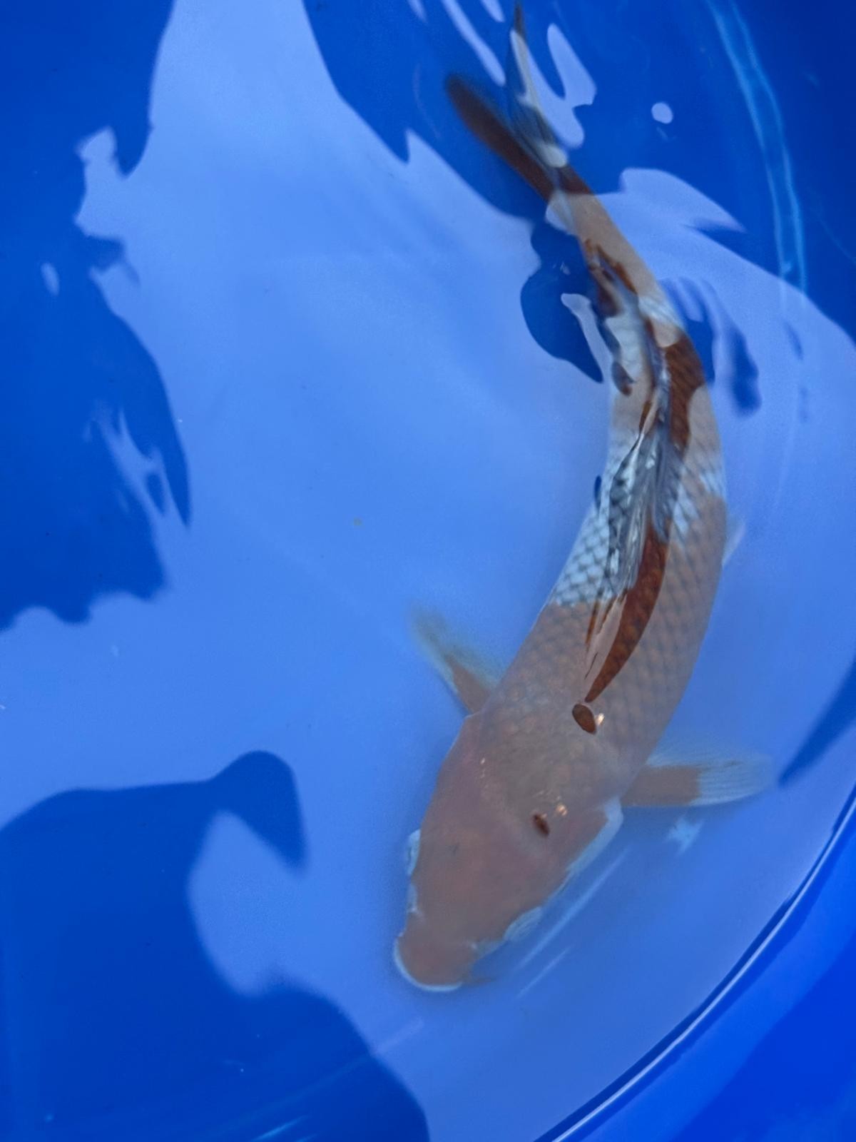 Japanese Ochiba Shigure Koi 11 inch
