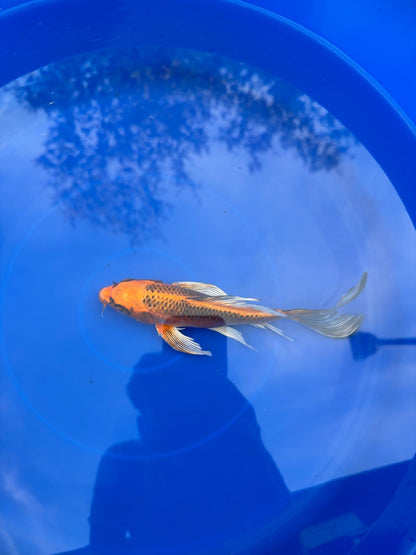 Kujaku Butterfly Koi 8"