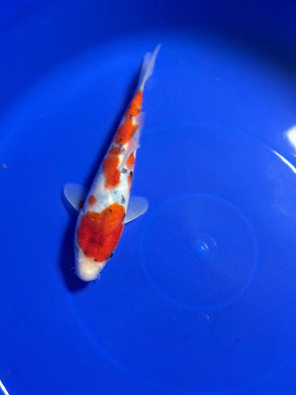 9" Sanke Tosai Japanese Import Koi
