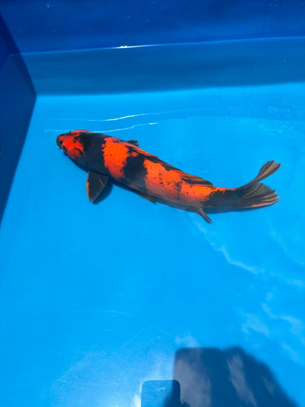 18" Hi Utsuri-Japanese Imported-Breeder Certifcate