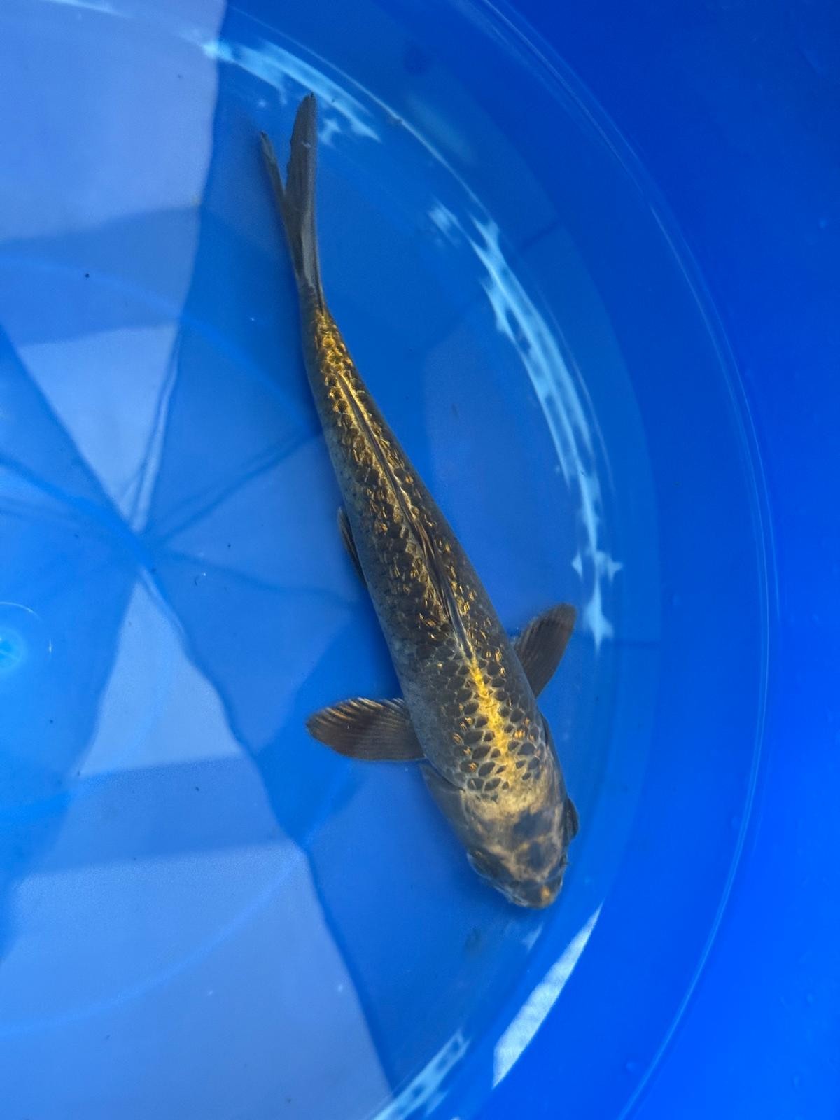 "Bronze" GinRin Matsuba 9"  Koi D