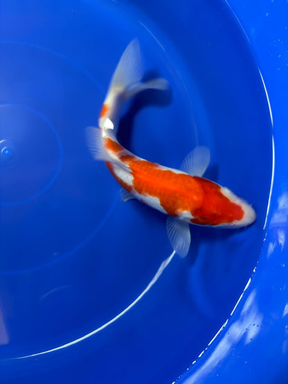 9" Kohaku Japanese Imported (Hand Picked)