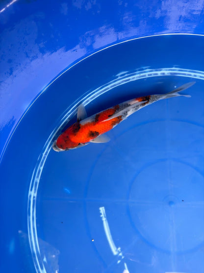 9" Showa Japanese Import Koi