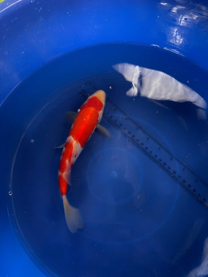 9"  Kohaku Japanese Import Koi (Hand Picked) T3